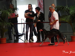 CACIB MÂCON 2018 - SAMEDI