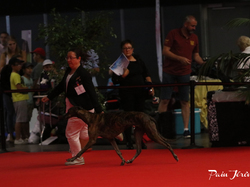 CACIB MÂCON 2018 - SAMEDI