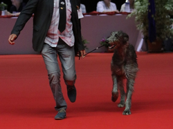 CACIB MÂCON 2018 - SAMEDI