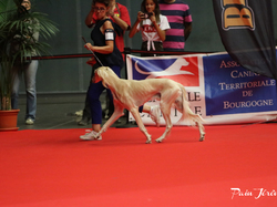 CACIB MÂCON 2018 - SAMEDI