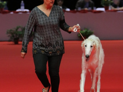 CACIB MÂCON 2018 - SAMEDI