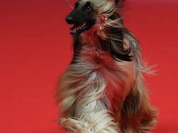 CACIB MÂCON 2018 - SAMEDI