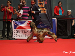 CACIB MÂCON 2018 - SAMEDI