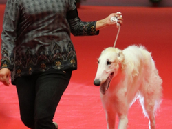 CACIB MÂCON 2018 - SAMEDI