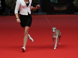 CACIB MÂCON 2018 - SAMEDI