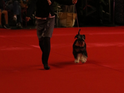 CACIB MÂCON 2018 - SAMEDI