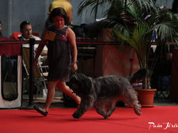 CACIB MÂCON 2018 - DIMANCHE