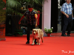 CACIB MÂCON 2018 - DIMANCHE