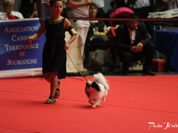 CACIB MÂCON 2018 - DIMANCHE