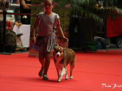 CACIB MÂCON 2018 - DIMANCHE