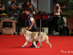 CACIB MÂCON 2018 - DIMANCHE