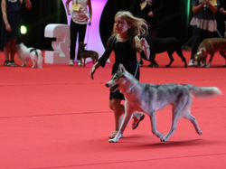 CACIB MÂCON 2018 - DIMANCHE