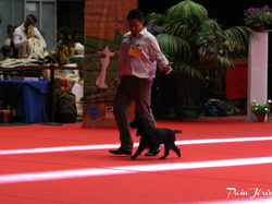 CACIB MÂCON 2018 - DIMANCHE