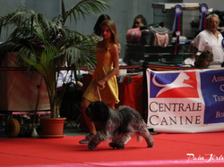 CACIB MÂCON 2018 - DIMANCHE