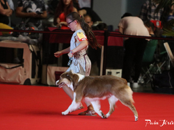 CACIB MÂCON 2018 - DIMANCHE