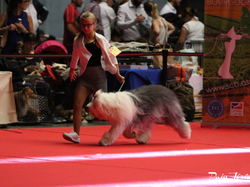 CACIB MÂCON 2018 - DIMANCHE