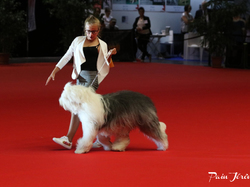 CACIB MÂCON 2018 - DIMANCHE