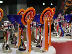 CACIB MÂCON 2018 - DIMANCHE