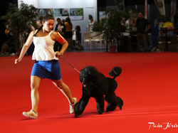 CACIB MÂCON 2018 - DIMANCHE