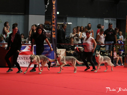 CACIB MÂCON 2018 - DIMANCHE