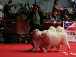 CACIB MÂCON 2018 - DIMANCHE