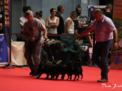 CACIB MÂCON 2018 - DIMANCHE