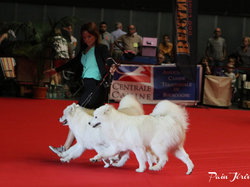 CACIB MÂCON 2018 - DIMANCHE