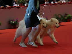 CACIB MÂCON 2018 - DIMANCHE