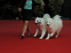 CACIB MÂCON 2018 - DIMANCHE