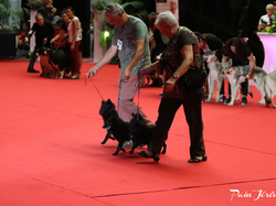 CACIB MÂCON 2018 - DIMANCHE