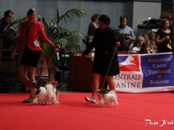 CACIB MÂCON 2018 - DIMANCHE