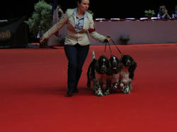 CACIB MÂCON 2018 - DIMANCHE