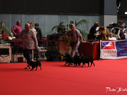 CACIB MÂCON 2018 - DIMANCHE