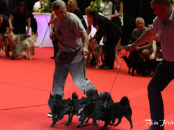 CACIB MÂCON 2018 - DIMANCHE