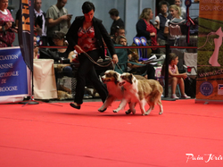 CACIB MÂCON 2018 - DIMANCHE