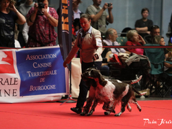 CACIB MÂCON 2018 - DIMANCHE