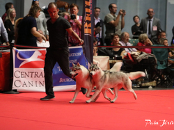 CACIB MÂCON 2018 - DIMANCHE