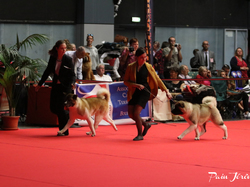 CACIB MÂCON 2018 - DIMANCHE