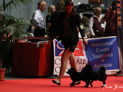 CACIB MÂCON 2018 - DIMANCHE