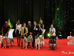 CACIB MÂCON 2018 - DIMANCHE