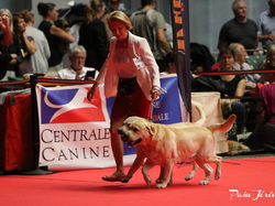 CACIB MÂCON 2018 - DIMANCHE