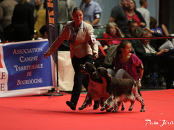 CACIB MÂCON 2018 - DIMANCHE