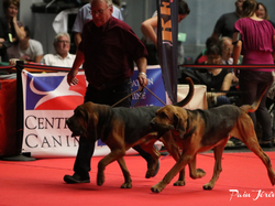 CACIB MÂCON 2018 - DIMANCHE