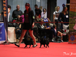 CACIB MÂCON 2018 - DIMANCHE