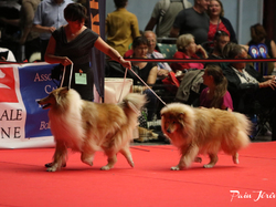 CACIB MÂCON 2018 - DIMANCHE