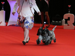 CACIB MÂCON 2018 - DIMANCHE