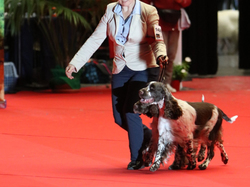 CACIB MÂCON 2018 - DIMANCHE