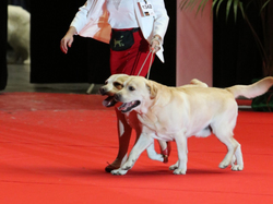 CACIB MÂCON 2018 - DIMANCHE