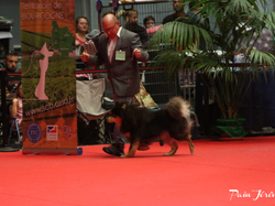 CACIB MÂCON 2018 - DIMANCHE