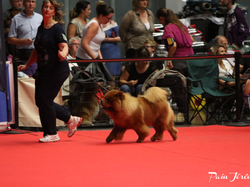 CACIB MÂCON 2018 - DIMANCHE